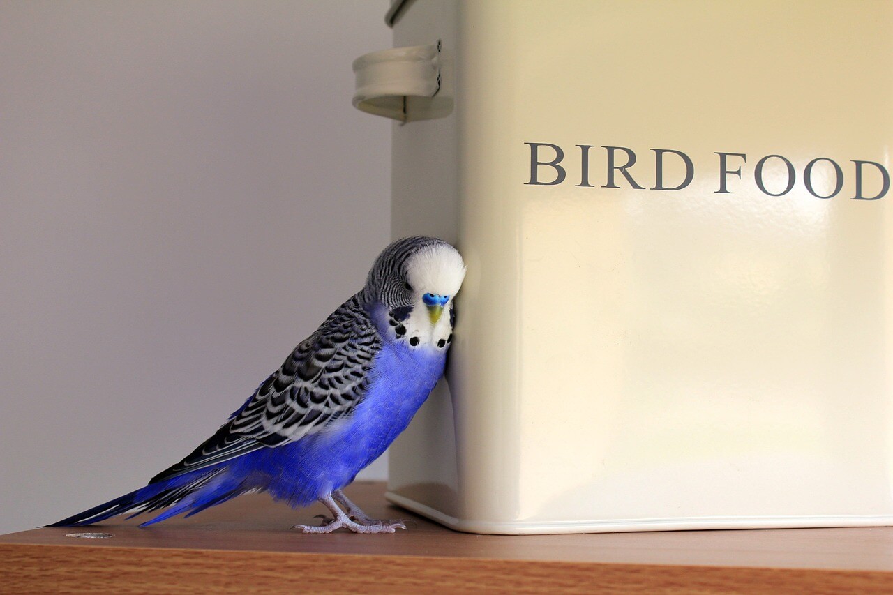 必見】飼っている鳥が逃げた時は「迷い鳥ネット」かTwitterで