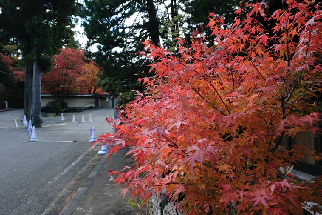 高野山の紅葉