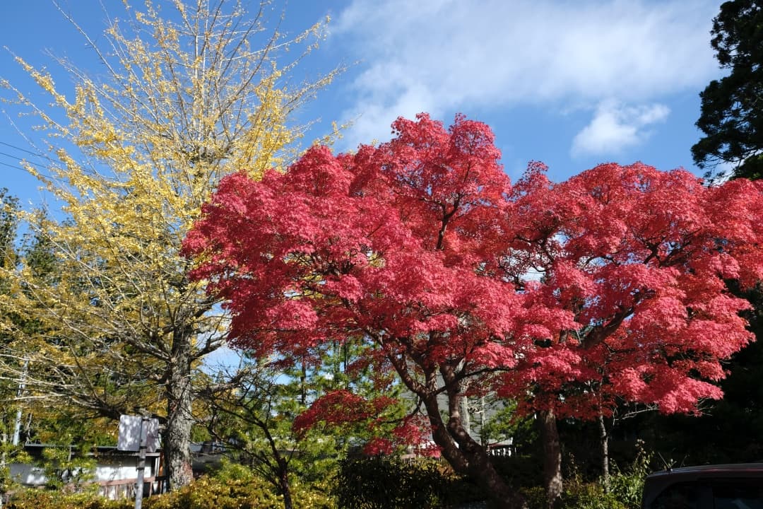 高野山の紅葉