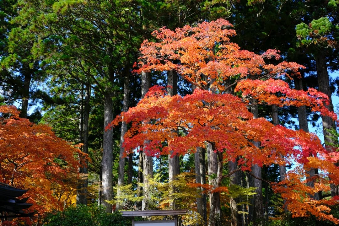 高野山の紅葉