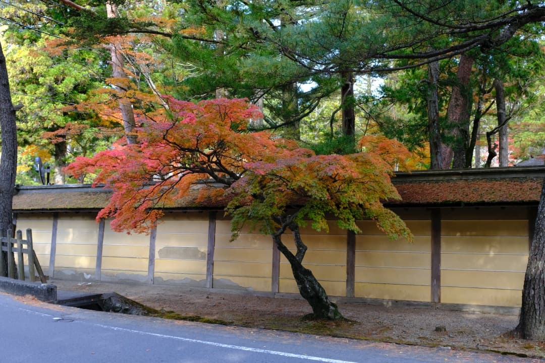 高野山の紅葉