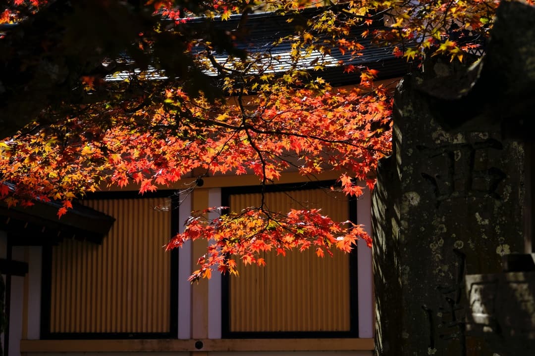 高野山の紅葉