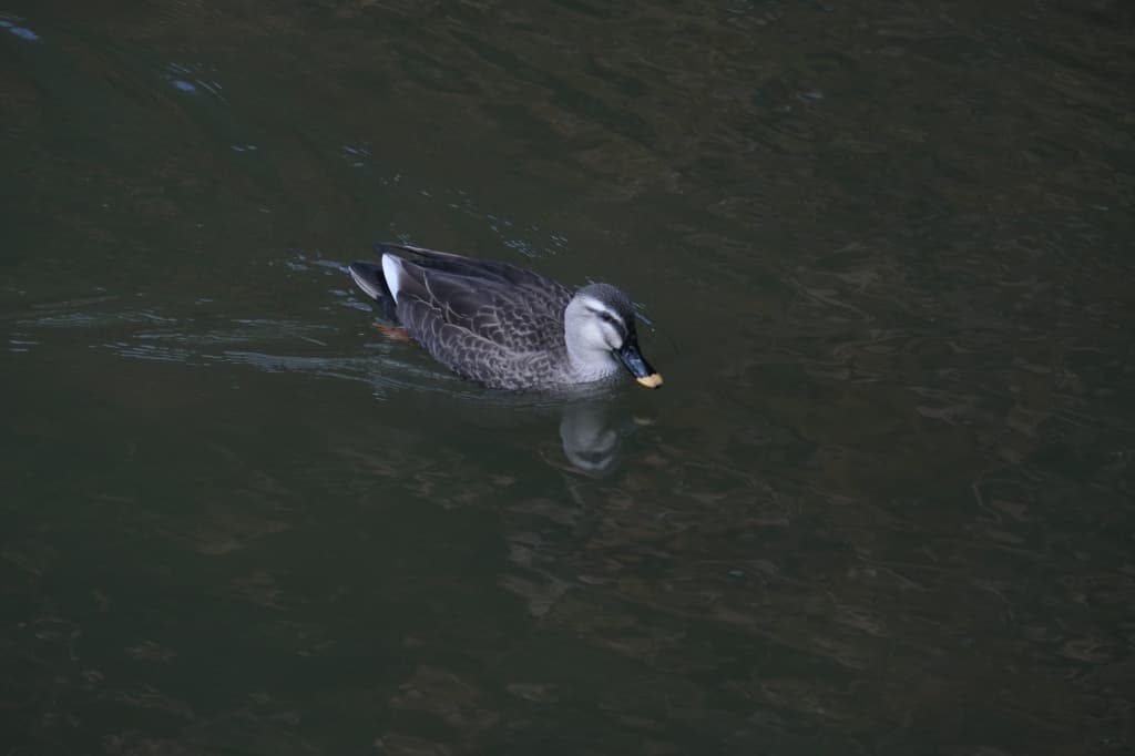 fuji XC50-230mm