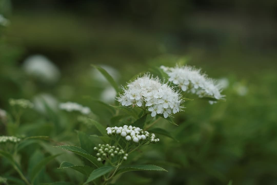 35mm F1.4